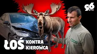 ŁOSIE NA DROGACH. NIEBEZPIECZNE SPOTKANIA CZŁOWIEKA Z NATURĄ #wypadek #96sto
