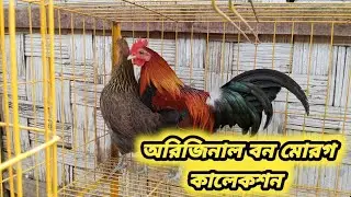 অরিজিনাল বন মোরগ কালেকশন। 