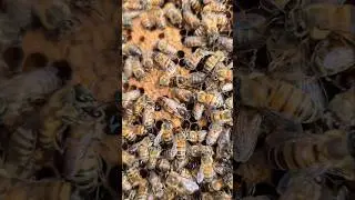 RARE footage of a queen bee piping to fight off rivals! #queen #bee #fighting #animals