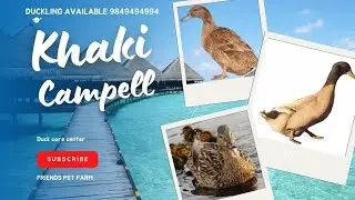 duck farm nepal 1 duck farming kathmandu , khaki campbell nepal