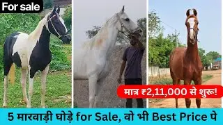 Top Bloodline Marwari Mares & Filly अब सेल के लिए – वाजिब दाम में #royalhorse 