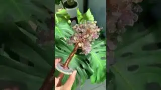 Handmade Large Amethyst and Citrine Crystal Tree of Life with Geode Agate Slices Base -Crystal
