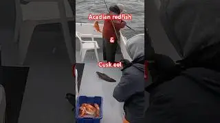 Cusk eel and Acadian redfish!