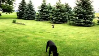 This bird hates my dog.