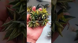 Haworthia glabrata || Arga plant #succulent #haworthia #glabrata #garden