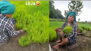 Dhan ropnu thaliyo hai 😅👍