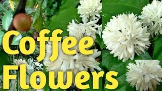 Bunch of coffee flowers blooming in branches of robusta coffee plant/Amazing coffee flowers..