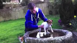 Funny Dog Bloopers Compilation