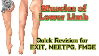 Lower Limb | Muscles | Quick Revision #AnatomyHub