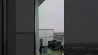 Seagull attacking bald eagle.