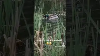 ото обжорка 🤣 #enjoy #nature #spring #funny #рекомендации #рек