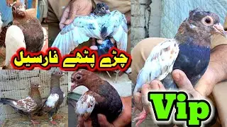 03040713436 Vip Chera Bacha ForSale | ColorFull Baby Pigeons Available In Cheap Prices 
