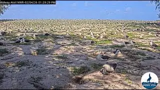 Midway Atoll NWR 04 02 2026 1 ~ karmienie