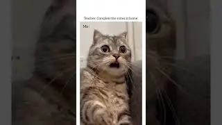 POV: When teacher says write notes at home 😭 #relatable #studentlife #pov #cat#funny #shorts