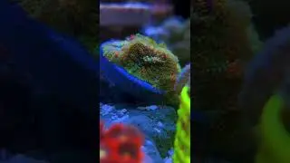 #bounce #mushroom #aquarium #trending #viral #fish #aquascape #lps #sps #relaxing #shorts #short #fy