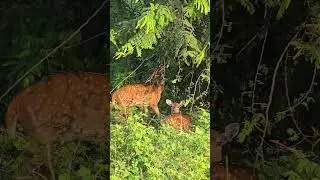 Spotted Deer Peacefully Eating 🌿 | Nature&rsquo;s Calm Moment 🦌 #deer #spotteddeer #nature #wildlife