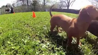 Dachshunds playing