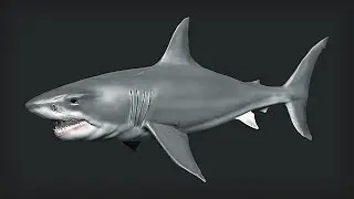 Great white shark Zbrush-Sculpting and texturing the body