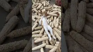 😻 Cutest Cat Ever Caught on Camera! 🐾    #CuteCatCompilation #cute #cat #catshorts