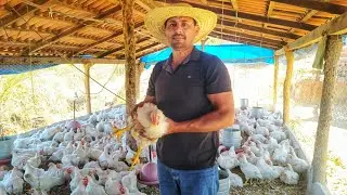 QUANTO GASTEI COM MEUS FRANGOS COM 1 A 47 DIAS DE VIDA(COMERAM 2160 KG DE RAÇAO) + PESANDO !