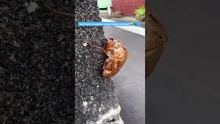 Cicada Summer!!                  #summer #cicada #japan #kyushu #fukuoka