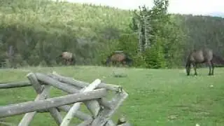 Pryor mountain wild horses