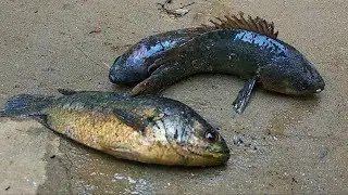 Village Style Desi Paka Koi Recipe By My Mother | Climbing Perch Fish Recipe Village Style Cooking