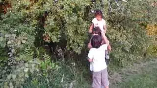 Julia on Ellie's shoulders picking pears with Kieran and Anna 08/24/2012