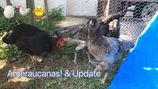 Обновление &laquo;Голубая амераукана и цыплята&raquo;