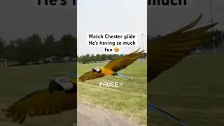 Watch Chester glide he&rsquo;s having so much fun 😍#freeflyingparrot #macaw #parrot #talkingparrot #fun