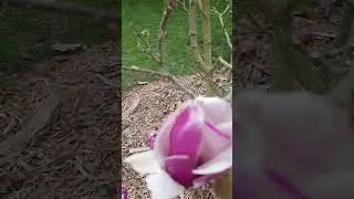 #Magnolia