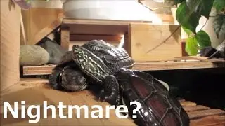 Turtle disturbing other turtle's sleep