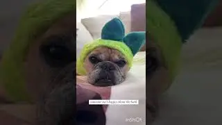 Dogs cute short stories video part 55