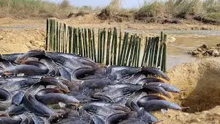 Unique fishing technique in riverwater.  Best bamboo fence fish trap. New idea fishing trick.