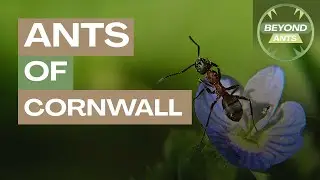 Exploring UK Ants on the Cliffs of Cornwall