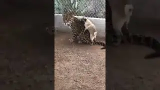 desperate and fearless pug | отчаянный и бесстрашный мопс