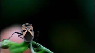 Extreme  Macro video