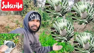 Aaj Mene Lgaya Pineapple🍍Ka Podha |  Today I planted A pineapple Tree || SR_Offical-09