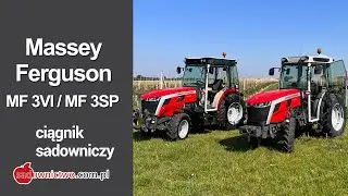 2 x Massey Ferguson  3SP oraz 3VI podczas zbiorów jabłek w sadzie !