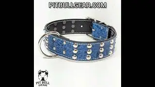 Blue Croc Leather Studded Collar.#dogcollar #customcollars #leathercollar #collar #pitbullgear