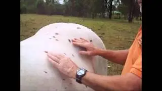 Bowen horse