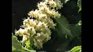 ~1995 весна 'Район' Шумськ