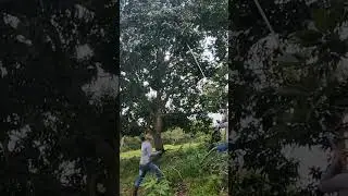 2kg Mango caught Challenge🥭🍓🍑 #shorts #challenge