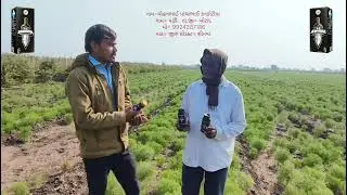 insecticide India limited # crop - cumin product- Shinwa