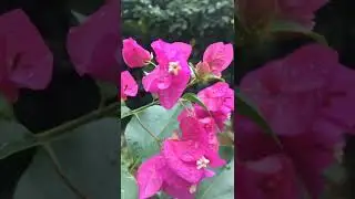 Bakchod Singer 😜😉 || Unique Friends #funny #shorts #comedy