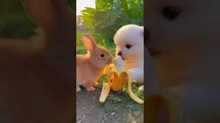 Dog feeds rabbits and eats bananas. Cute pet bonding moment #pets #cutedogs #animalfriends