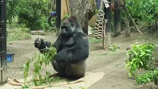 ゴリラ モモタロウ20250519