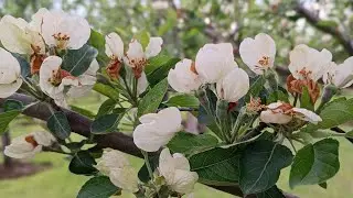Apple fruit setting and PGR spray Nutrozen mix proggib 2023