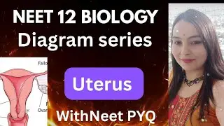 Uterus: Structure, Function & Wall Layers | NEET Biology Class 12