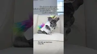 Happy National Unicorn Day! 🦄  #unicorn #cuteanimals #magical #shorts